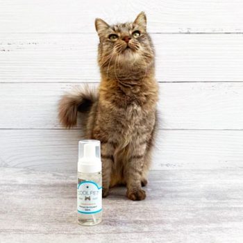 shampoo-sin-enjuague-gato-2